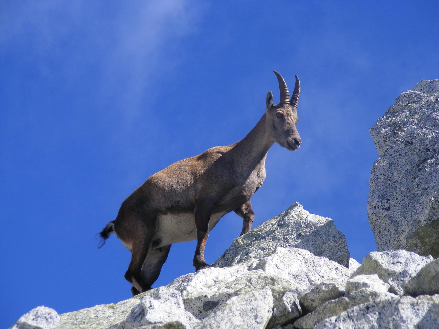 La stambecchina della Plem